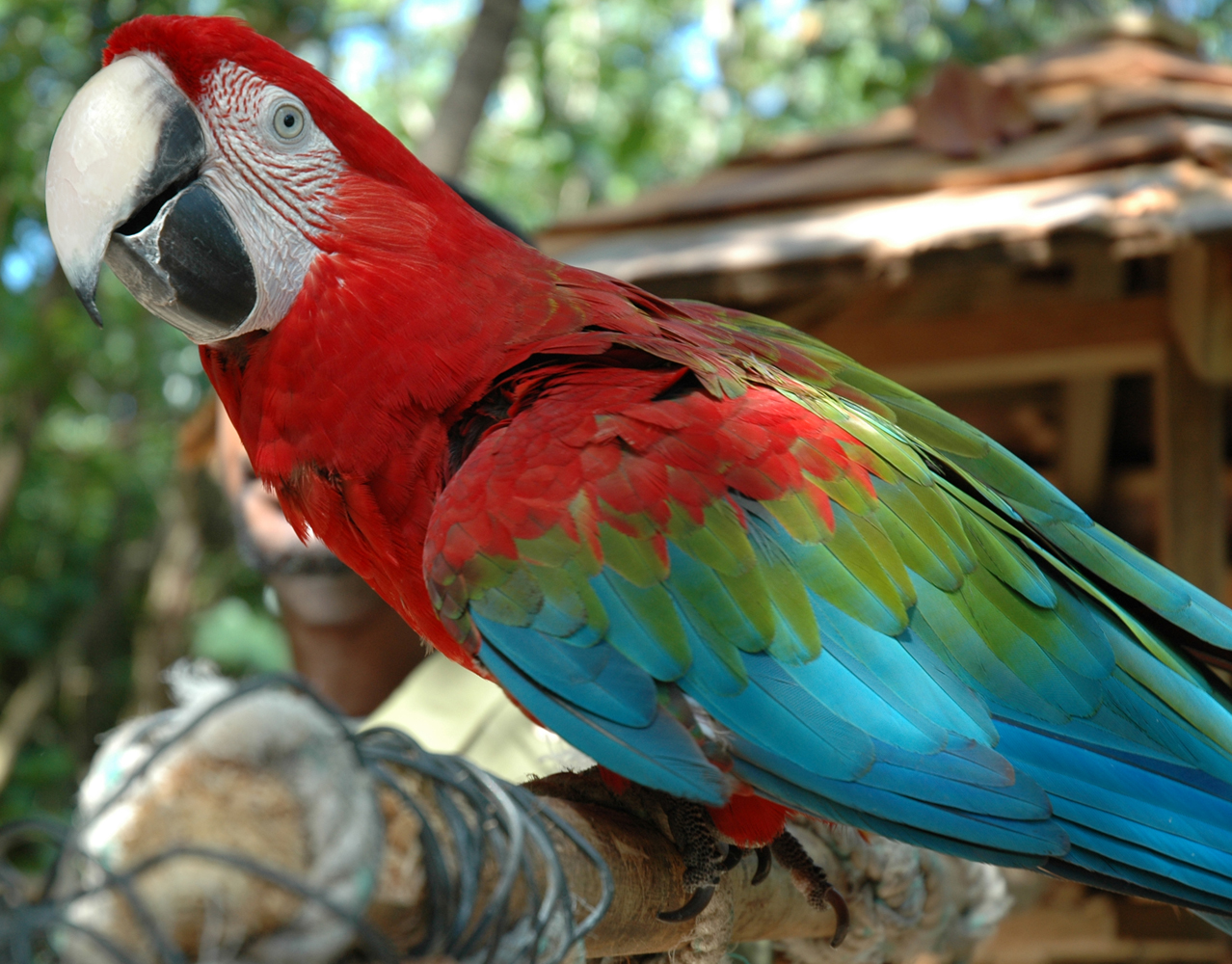 Macaw